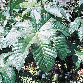 Castor Bean Seed