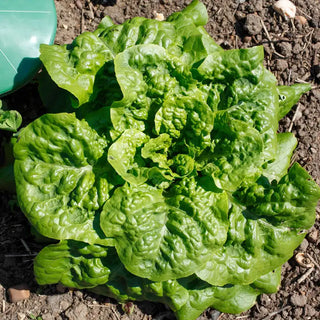 Buttercrunch Head Lettuce Seed