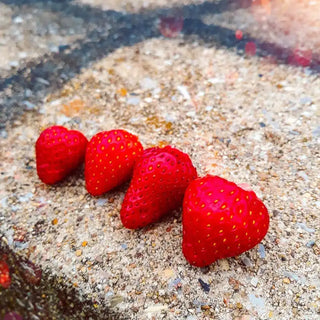 Gurney's Whopper Strawberries