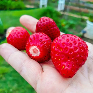 Gurney's Whopper Strawberries