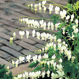 Old-Fashioned White Bleeding Heart