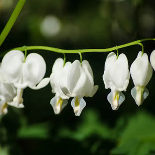 Old-Fashioned White Bleeding Heart