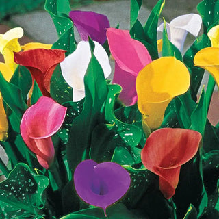 Calla Lily Bulb Mix