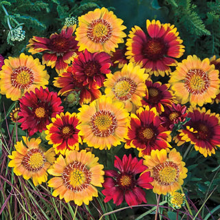 Arizona Sun Gaillardia Mix