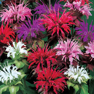 Bee Balm Plant Mix