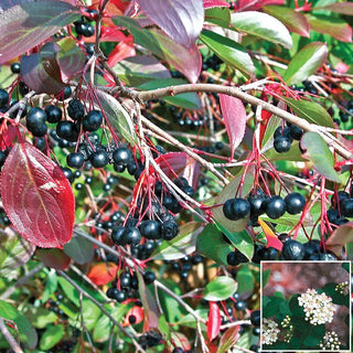 Aronia Tree