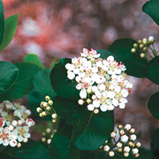 Aronia Tree