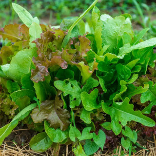 Gurney's® Premium Lettuce Seed Blend