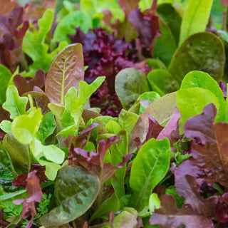 Gurney's® Premium Lettuce Seed Blend