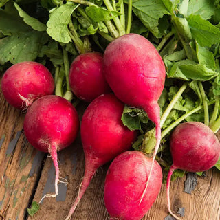 Rivoli Radish Seed