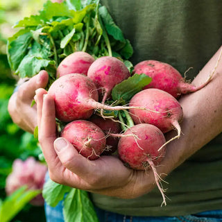 Rivoli Radish Seed