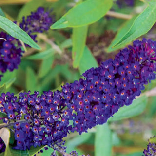 Black Knight Butterfly Bush Plant