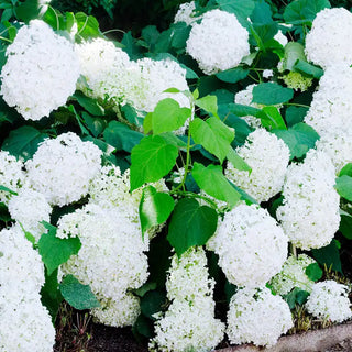 Snowball Bush