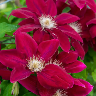 Rebecca™ Clematis Plant