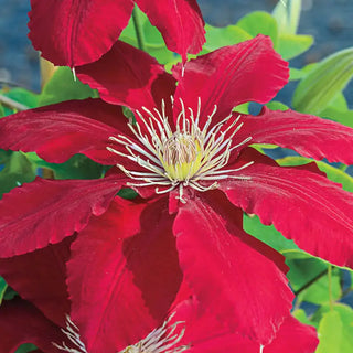 Rebecca™ Clematis Plant