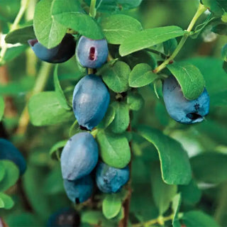 Tundra Honeyberry