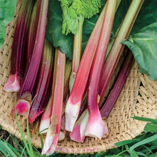 Victoria Rhubarb Plant