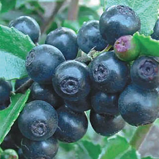 Huckleberry Plant