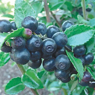 Huckleberry Plant