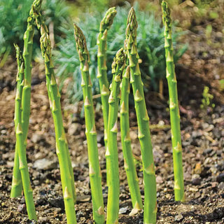 AsparaBest™ Asparagus Plant