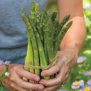 AsparaBest™ Asparagus Plant