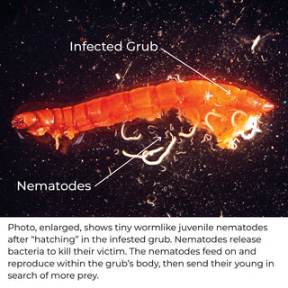 Grub-Away® Nematodes