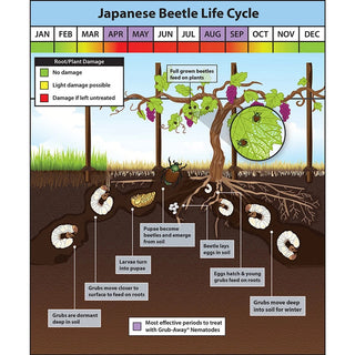 Grub-Away® Nematodes