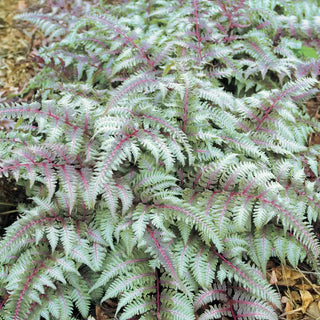 Japanese Painted Fern