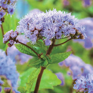 Hardy Ageratum