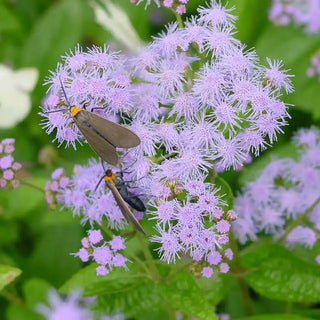 Hardy Ageratum