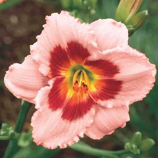 Wineberry Candy Daylily