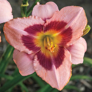 Wineberry Candy Daylily