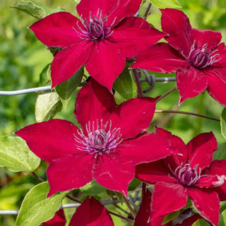 Nubia™ Clematis