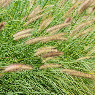 Fox Trot Fountain Grass