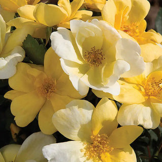 Sunny Knock Out® Rose