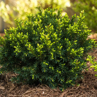 Dark Green Spreader Yew Hedge