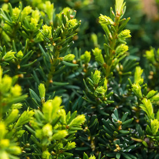 Dark Green Spreader Yew Hedge