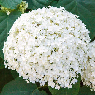 Annabelle Hydrangea