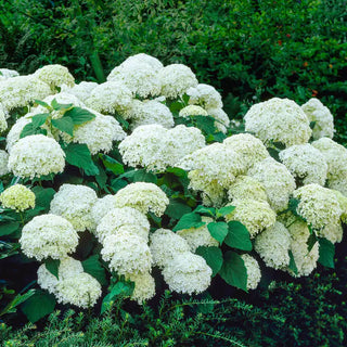 Annabelle Hydrangea