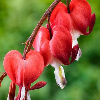 Valentine® Dicentra