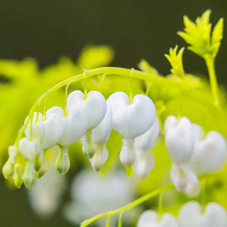 White Gold Bleeding Heart