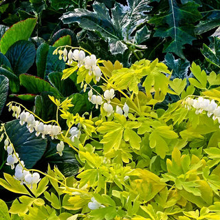 White Gold Bleeding Heart