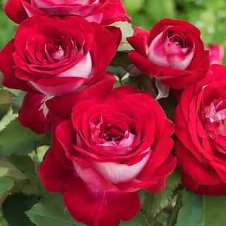 Love At First Sight™ Hybrid Tea Rose