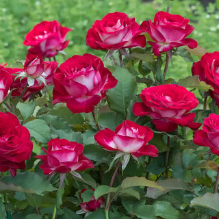 Love At First Sight™ Hybrid Tea Rose