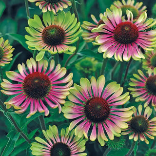 Green Twister Coneflower Plant