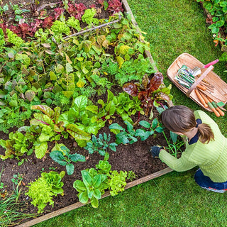 Garden Army Multi-Purpose Nematodes