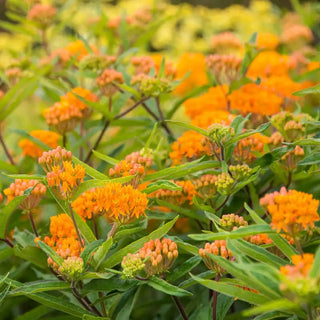 Butterfly Weed