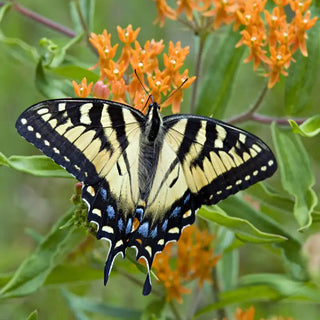 Butterfly Weed