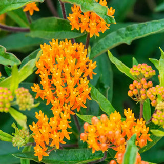 Butterfly Weed