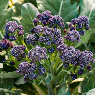 Burgundy Hybrid Sprouting Broccoli Seed